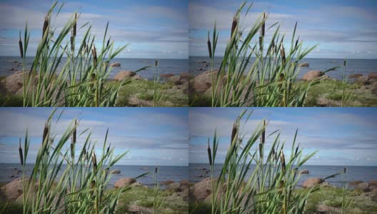 阳光明媚的夏日，芬兰湾石质海岸的全景高清在线视频素材下载