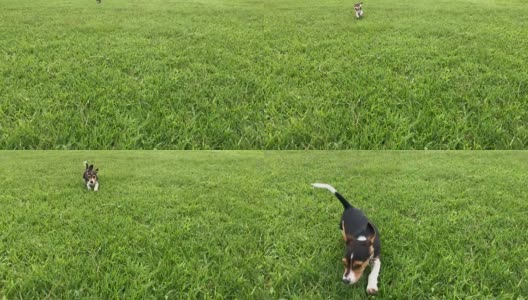 草丛中奔跑的狗。高清在线视频素材下载