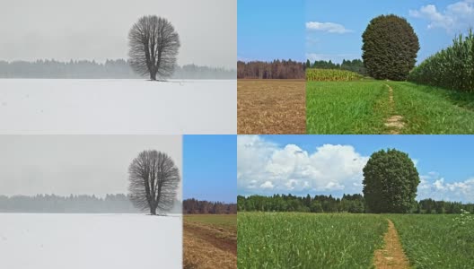 完全循环:高大的树独自站在草地上，在冬天，春天，夏天，秋天和再次回到冬天高清在线视频素材下载