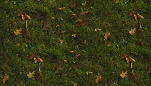 绿草草坪，秋天落叶。高清在线视频素材下载