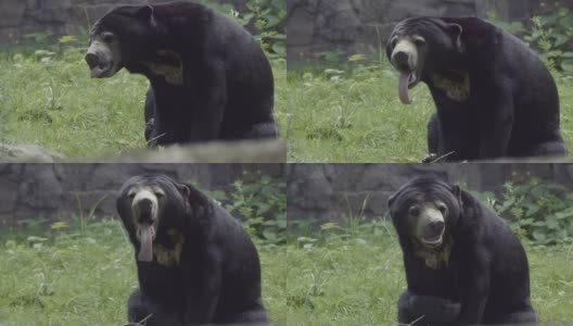 近距离拍摄的太阳熊和看它著名的长舌头。高清在线视频素材下载