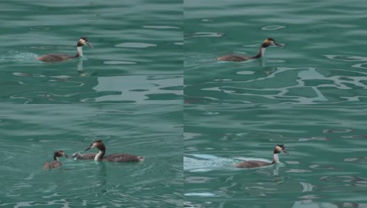 带着幼鸟的大冠鸊鹑，(冠足鸊鹑)，法国安纳西湖高清在线视频素材下载