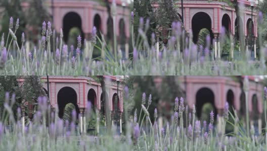 双焦点薰衣草叶与蜜蜂和摩尔人亭在背景高清在线视频素材下载