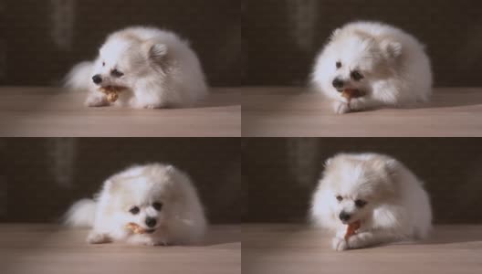 浅白色皮毛博美犬躺在家里的木地板上，咀嚼着快乐美味的牛肉点心高清在线视频素材下载