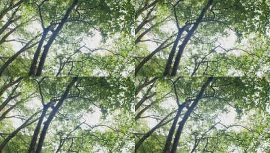 在日本的夏天仰望树木高清在线视频素材下载