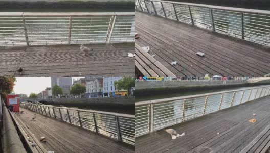 都柏林——海鸥在利菲河边的垃圾中露宿高清在线视频素材下载