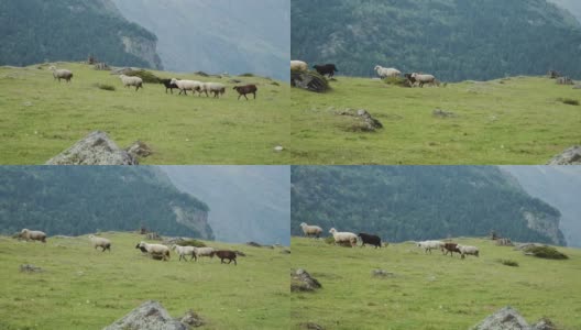 一群羊凝视着山上高清在线视频素材下载