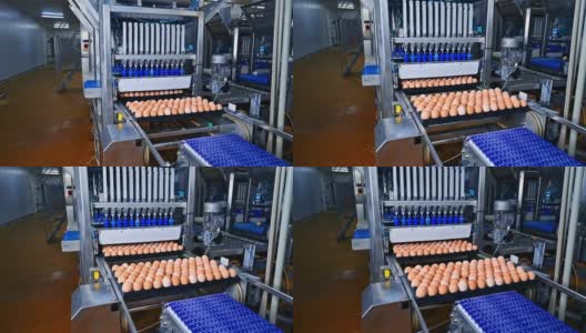 养鸡场里的大托盘分类的鸡蛋。易碎的鸡蛋在传送带上移动。是一家现代化的家禽工业设备制造厂。高清在线视频素材下载
