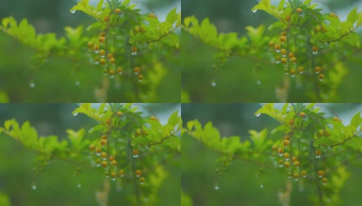 近距离拍摄的绿色植物与浆果在雨中高清在线视频素材下载