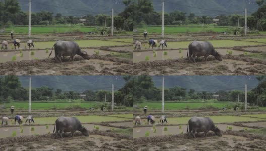 图为越南农民在越南沙巴麦洲的梯田上徒手种植水稻高清在线视频素材下载