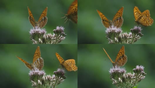 高山蝴蝶慢动作盘旋，降落在花上高清在线视频素材下载