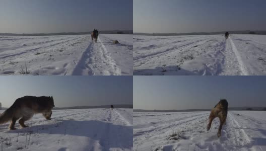 冬天在雪地里奔跑的狗(德国牧羊犬)。缓慢的运动。美丽的晴朗的天气。高清在线视频素材下载