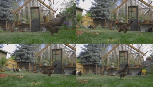 温室前有棕色的鸡啄食高清在线视频素材下载