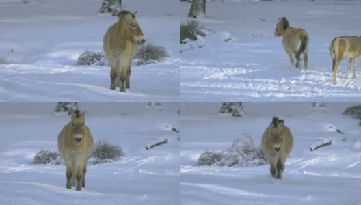 普氏野马在雪地里奔跑高清在线视频素材下载