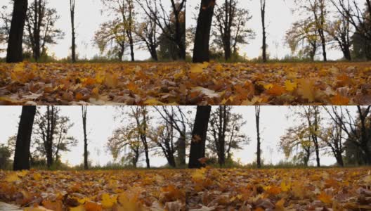 在空旷的森林里，黄色的秋叶落在地上。公园里的草坪上覆盖着落叶。美丽多彩的秋天。模糊的背景景观。低角度视角慢动作高清在线视频素材下载