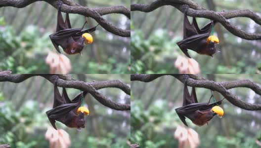马来亚飞狐吃水果高清在线视频素材下载