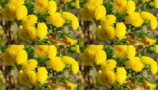 花园里有黄色的菊花。美丽的花朵,在户外高清在线视频素材下载