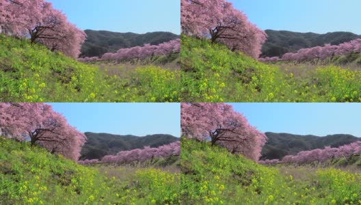 下嘉摩河边盛开的川崎樱花树和油菜花高清在线视频素材下载