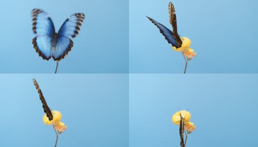 黄色花上的蓝色大闪蝶高清在线视频素材下载
