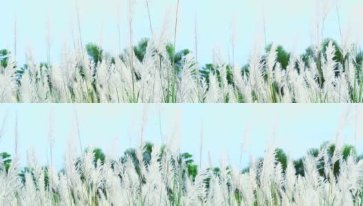 糖精自发的褐色草花在田野上跳舞和蓝天高清在线视频素材下载