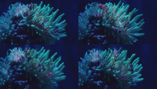 小丑鱼又名海葵鱼，游过一个发出磷光的绿色海葵高清在线视频素材下载