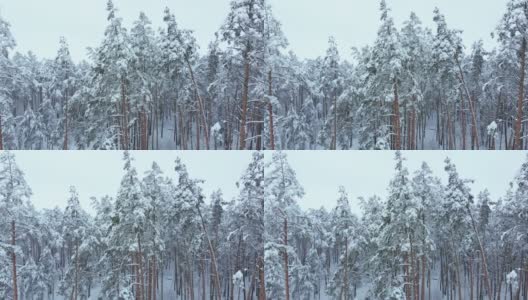 在冬天低空飞行在积雪云杉森林高清在线视频素材下载