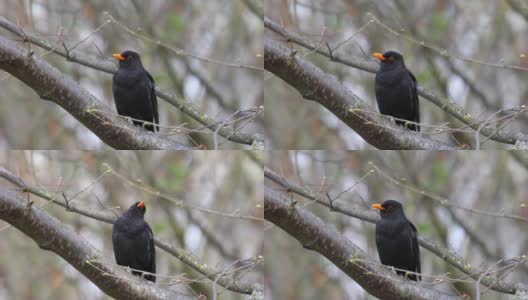 自然界中常见的画眉鸟的雄性高清在线视频素材下载