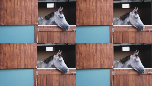 可爱的小马正看着窗外的农舍。高清在线视频素材下载