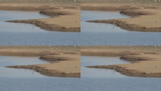 白鹤，鄱阳湖，中国江西省高清在线视频素材下载