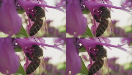 大黄蜂从蜂香花中采蜜的特写镜头高清在线视频素材下载