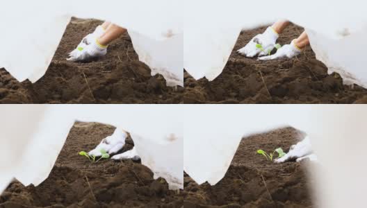 一个女人戴着手套在地里种白菜苗的特写，高清在线视频素材下载