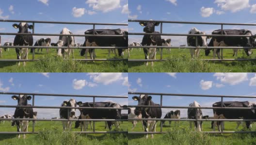 荷兰的黑白色荷斯坦奶牛在草地上吃草高清在线视频素材下载