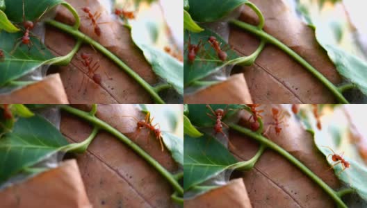 公园里的红蚂蚁4K镜头高清在线视频素材下载