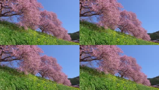 下嘉摩河边盛开的川崎樱花树和油菜花高清在线视频素材下载