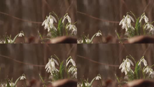 春雨期间，森林中盛开着雪白的雪花莲花。高清在线视频素材下载