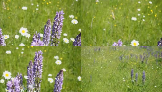 绿色的阳光草地，各种各样的花在高清慢动作高清在线视频素材下载