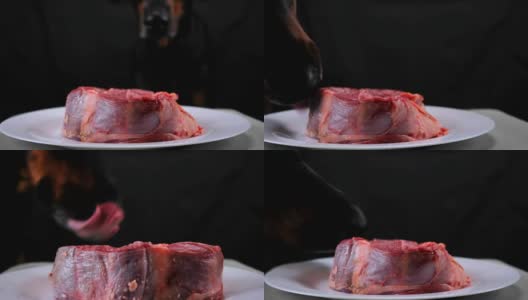 狗吃了一盘生牛肉高清在线视频素材下载