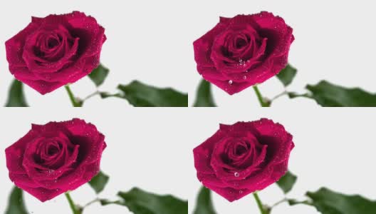 露水从粉红色的玫瑰上落下高清在线视频素材下载