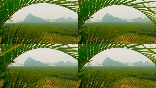 从上面可以看到成行的油棕榈种植园。热带景观。高清在线视频素材下载