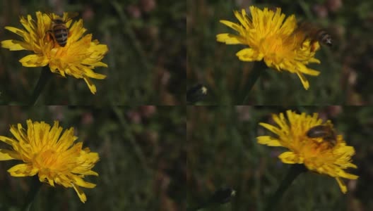 蜜蜂在黄花上采集花蜜。高清在线视频素材下载