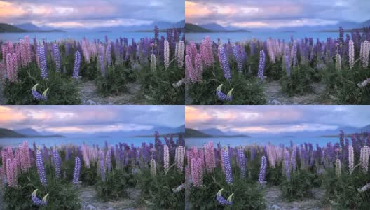 新西兰的羽扇豆花高清在线视频素材下载