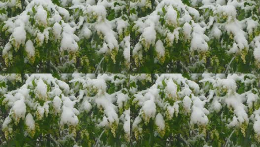 雪下盛开的花朵高清在线视频素材下载
