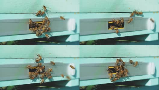 蜜蜂飞向蜂巢。高清在线视频素材下载