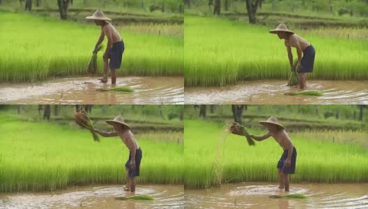 亚洲农民在稻田里插秧，农民在雨季种植水稻，亚洲农民是退秧和踢土弹的前在稻田里生长，泰国。高清在线视频素材下载