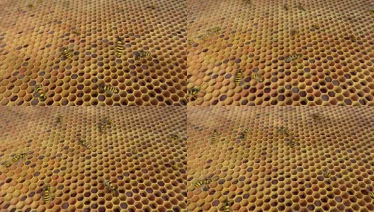 黄蜂在蜂巢里盘旋，循环动画高清在线视频素材下载