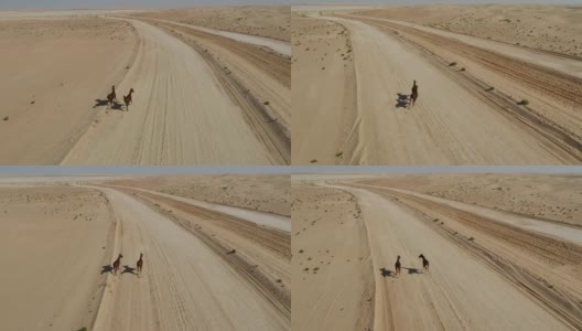 鸟瞰图两匹马在阿布扎比的哈提姆沙漠中自由奔跑。高清在线视频素材下载