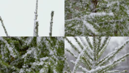 暴风雪用雪覆盖年轻的云杉高清在线视频素材下载