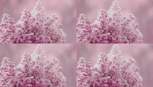 粉彩花突出清晰的花瓣在模糊美丽的背景高清在线视频素材下载