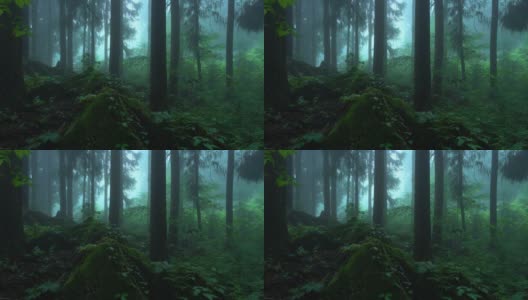 下雨的时候森林里有雾高清在线视频素材下载
