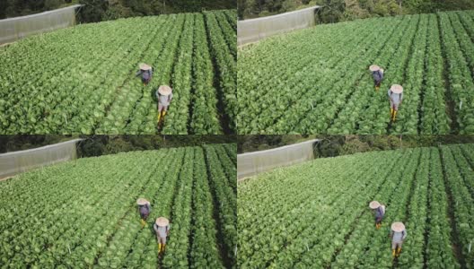 无人机镜头正上方2名农民在浇灌卷心菜农场高清在线视频素材下载